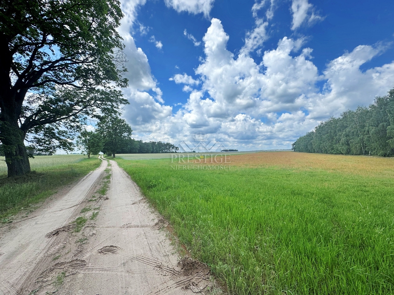 Działka Sprzedaż Niemojewo